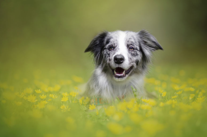 I Photograph The Emotions That You See In Dogs' Eyes