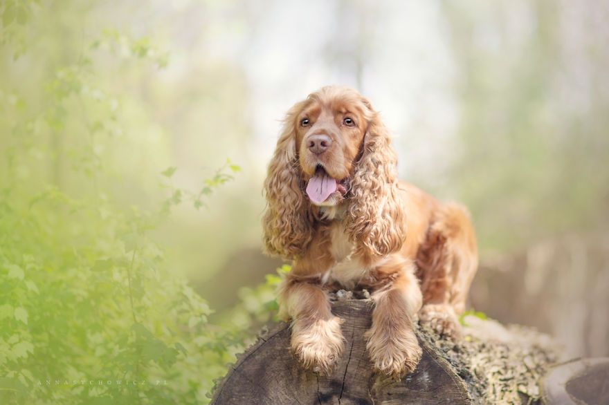 I Photograph The Emotions That You See In Dogs' Eyes