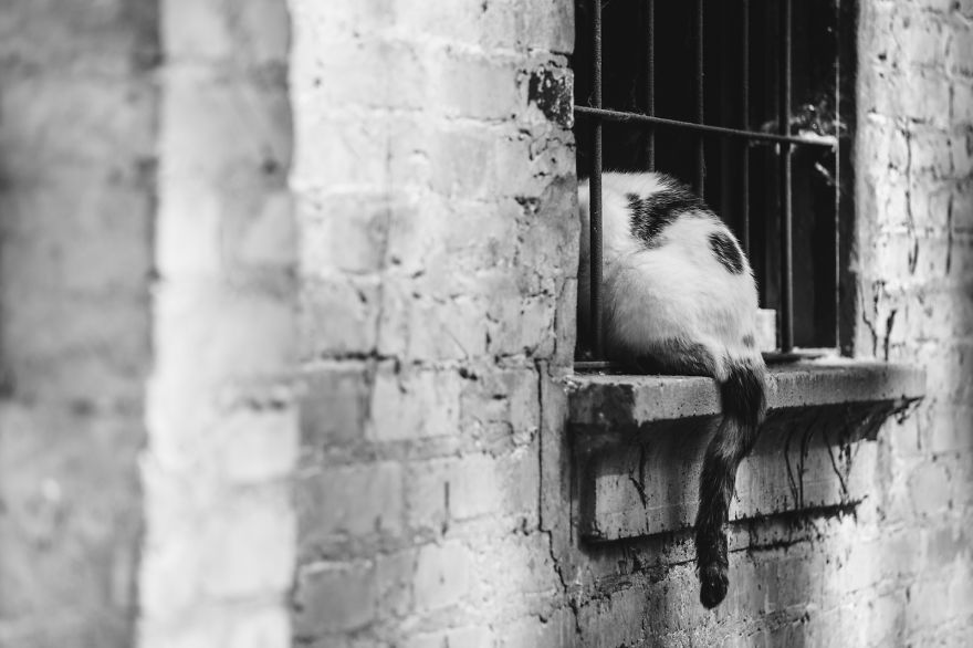 I Take Photos Of Stray Cats To Raise Awareness Of Abandoned Pets I Take Photos Of Stray Cats To Raise Awareness Of Abandoned Pets