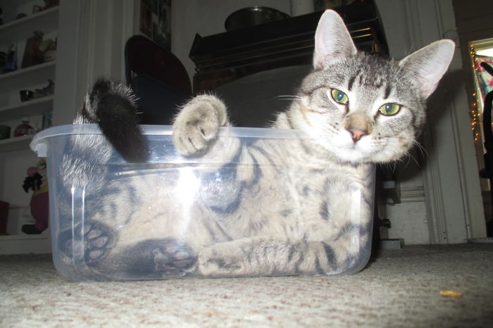 Tubcat (his Name Is Spider)