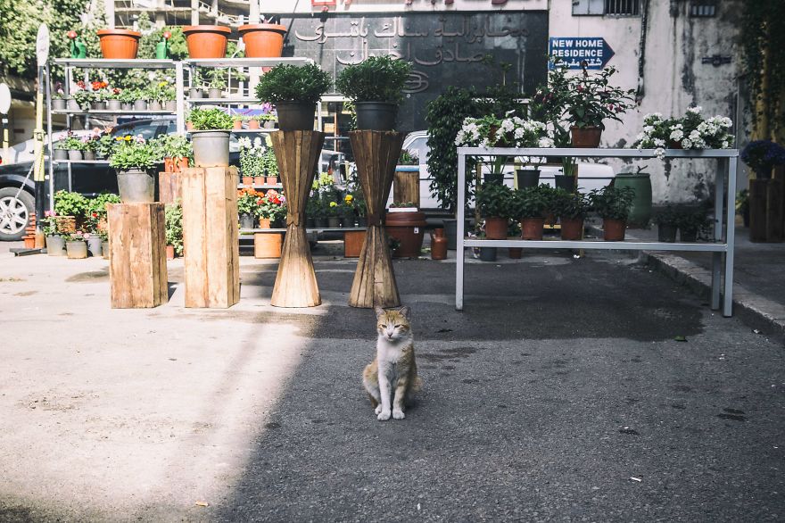 I Documented The Life Of A Homeless Cat For A Day