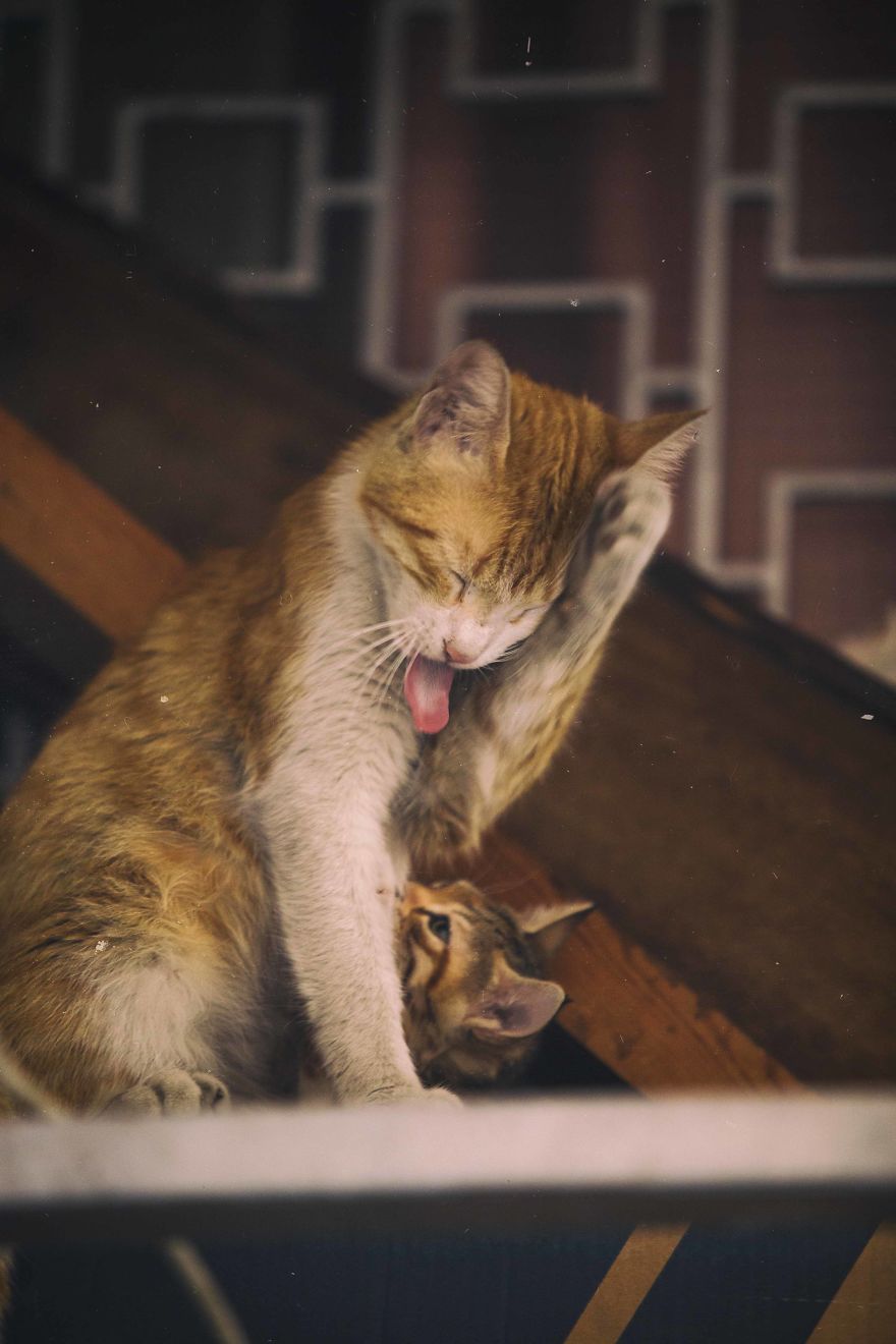 I Documented The Life Of A Homeless Cat For A Day