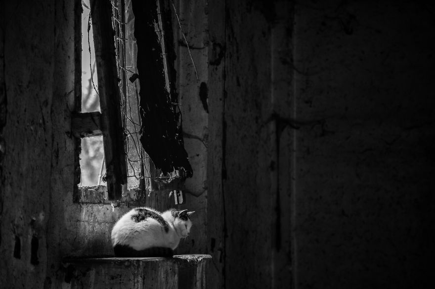 I Take Photos Of Stray Cats To Raise Awareness Of Abandoned Pets I Take Photos Of Stray Cats To Raise Awareness Of Abandoned Pets