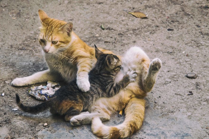 I Documented The Life Of A Homeless Cat For A Day I Documented The Life Of A Homeless Cat For A Day