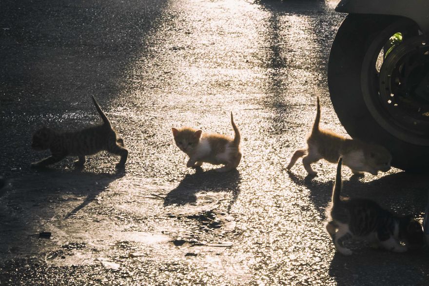 I Documented The Life Of A Homeless Cat For A Day I Documented The Life Of A Homeless Cat For A Day