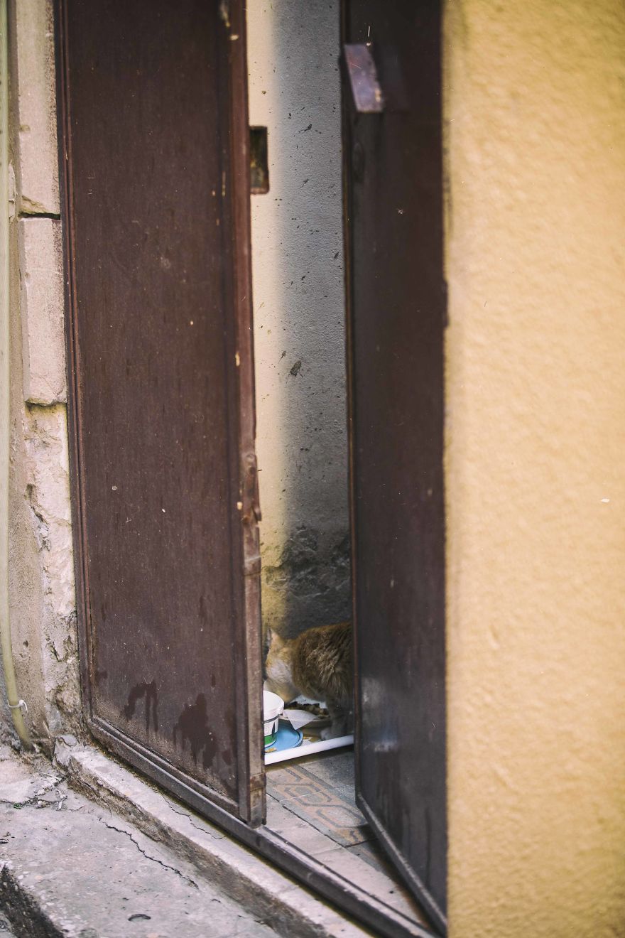 I Documented The Life Of A Homeless Cat For A Day I Documented The Life Of A Homeless Cat For A Day