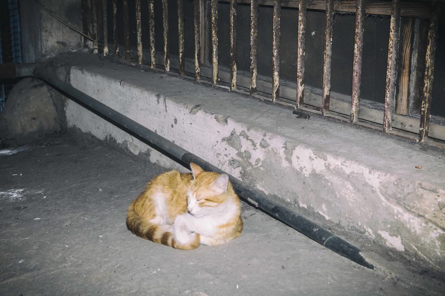 I Documented The Life Of A Homeless Cat For A Day