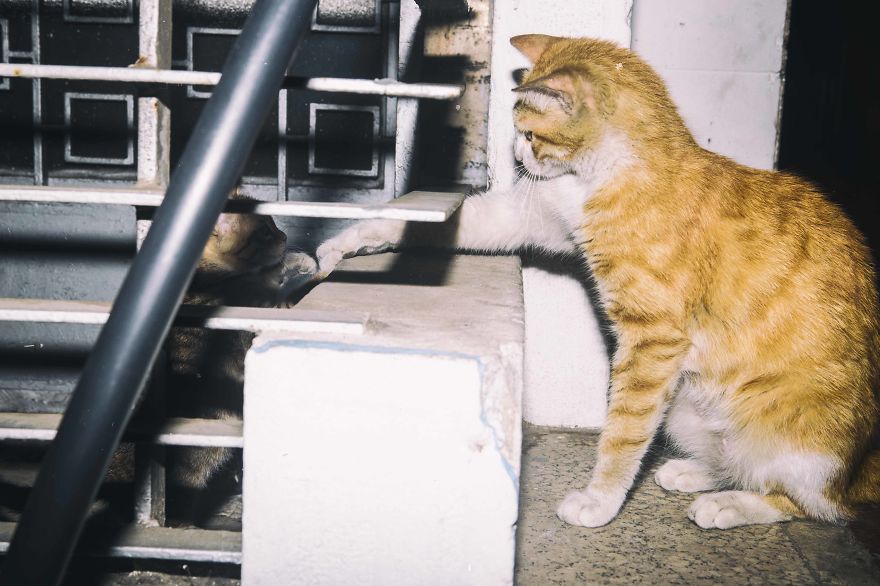 I Documented The Life Of A Homeless Cat For A Day I Documented The Life Of A Homeless Cat For A Day