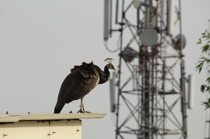 Monsoon Calling, India