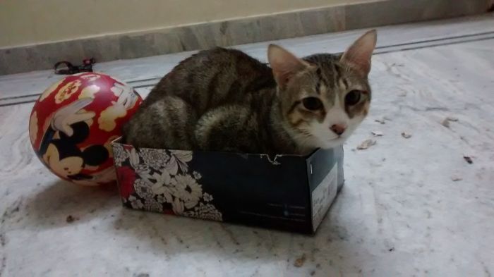 What Are You Saying? It Fits Me Purrfectly!