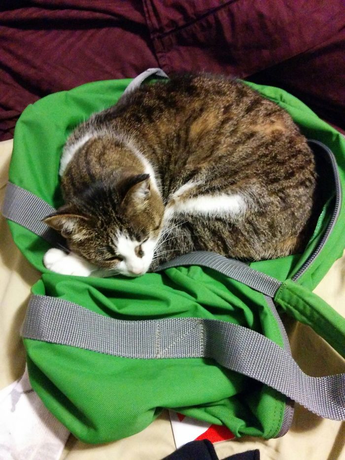 You Go Trip? I Come.