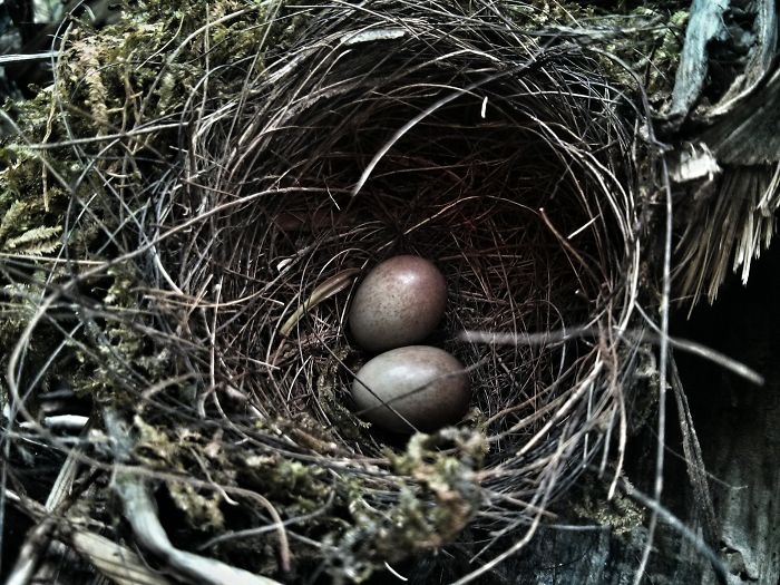 Bird Nest