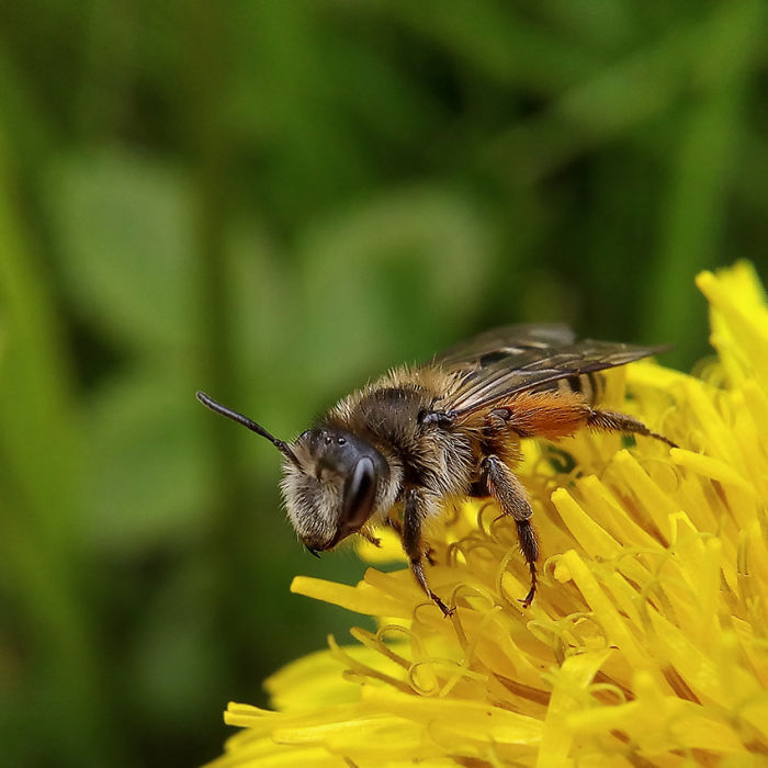 Smartphonemacrophotography