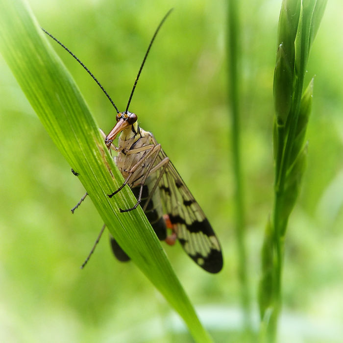 #smartphonemacrophotography