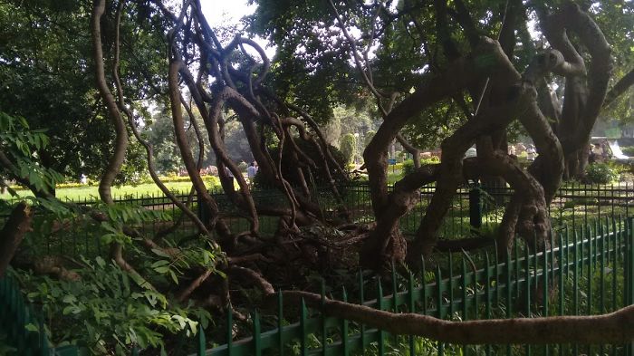 Laalbagh.... Bangalore Evenings