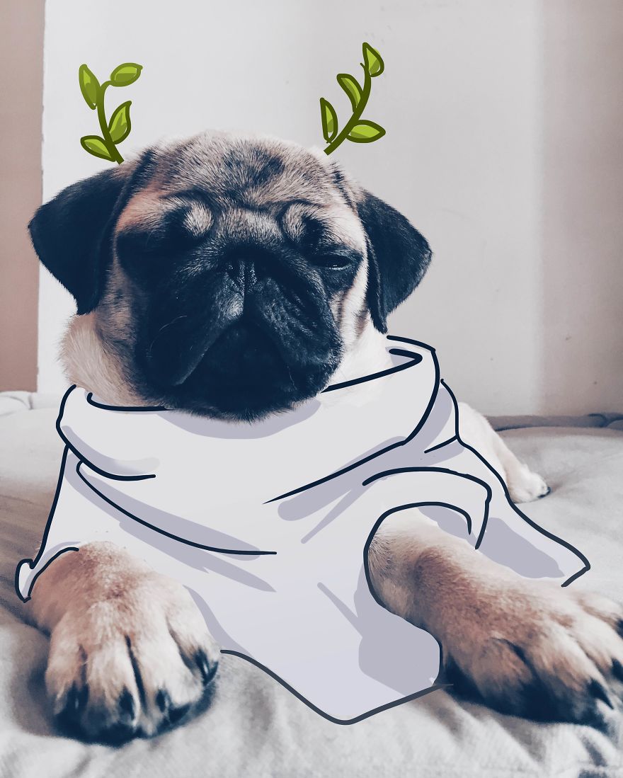 Pug Caesar