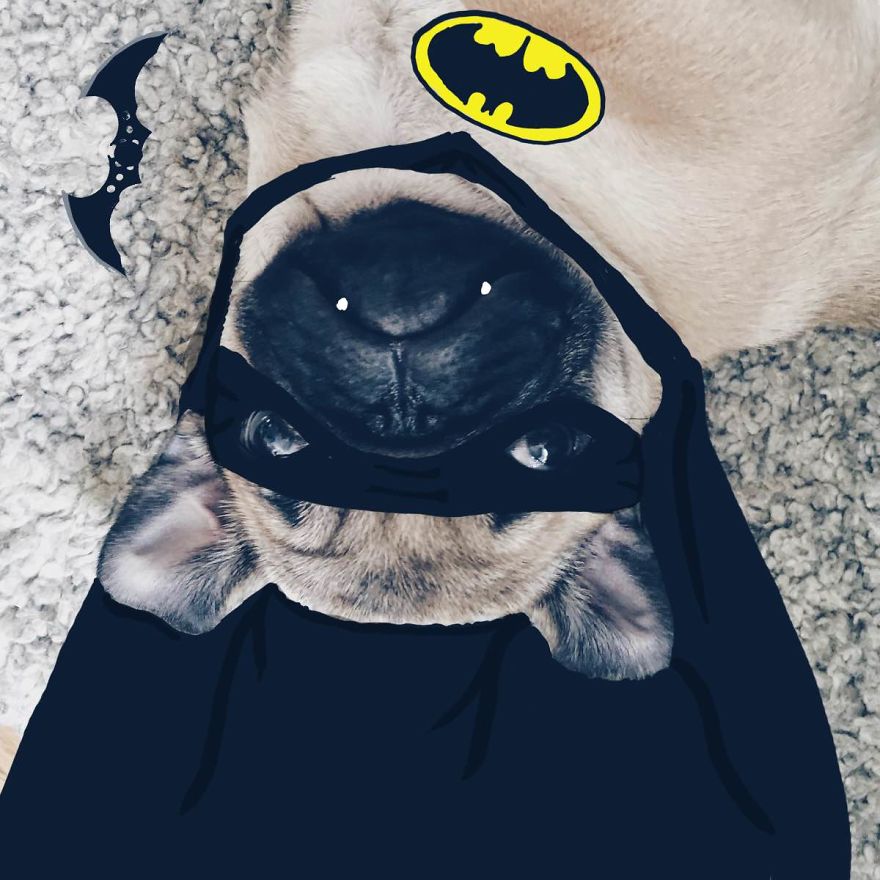 Batpug