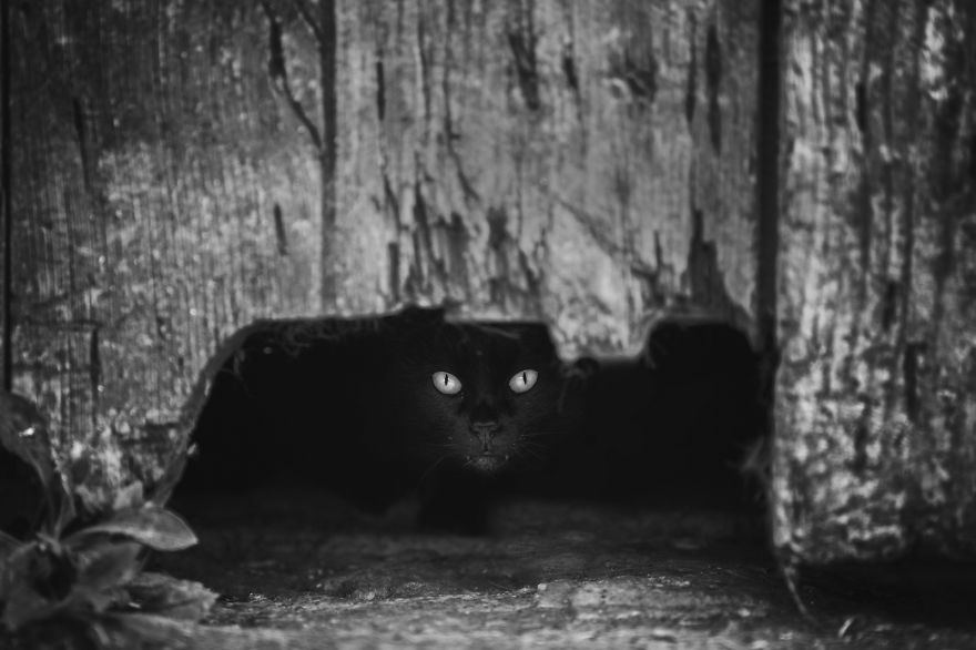 I Take Photos Of Stray Cats To Raise Awareness Of Abandoned Pets I Take Photos Of Stray Cats To Raise Awareness Of Abandoned Pets