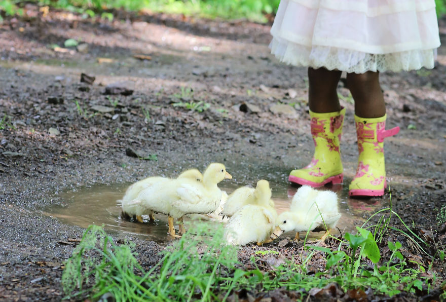 Ducklings And The Flower Princess