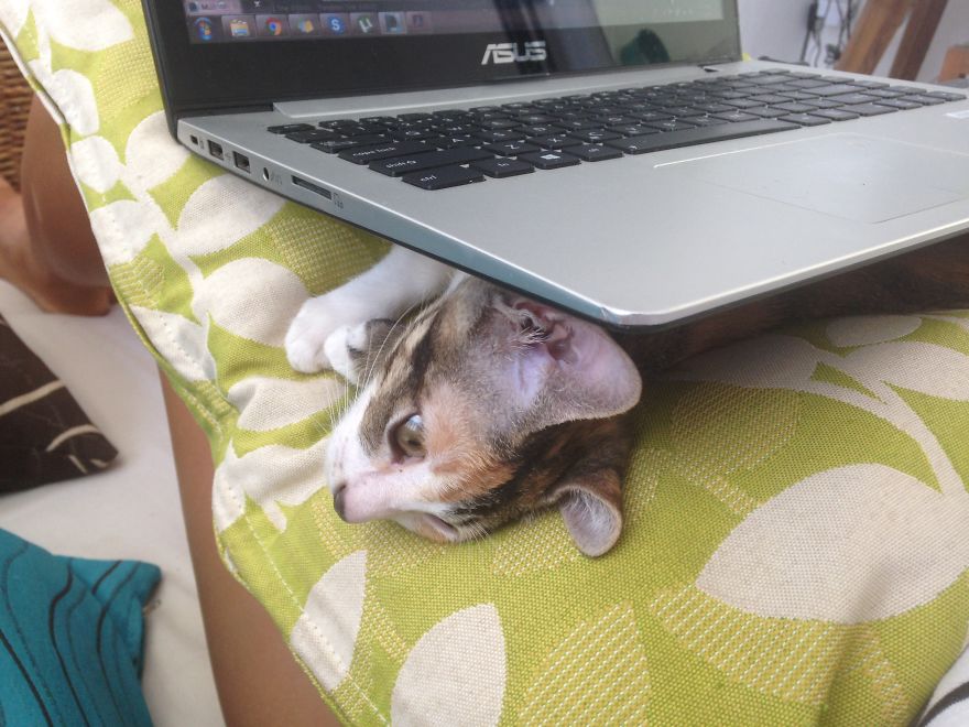 A Cat That We Adopted Became My Biggest Stalker A Cat That We Adopted Became My Biggest Stalker