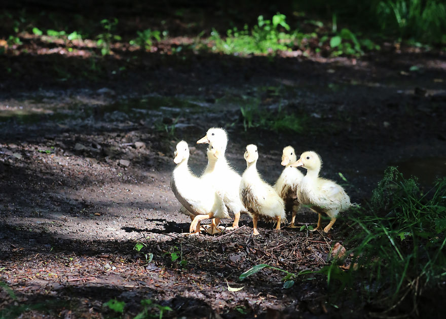 Ducklings And The Flower Princess