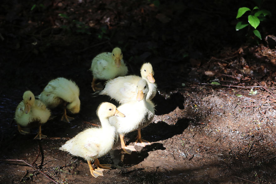 Ducklings And The Flower Princess