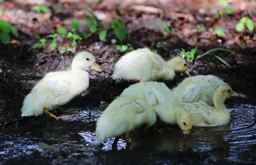 Ducklings And The Flower Princess