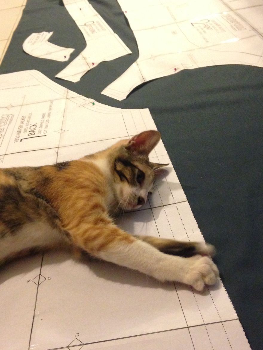 A Cat That We Adopted Became My Biggest Stalker A Cat That We Adopted Became My Biggest Stalker