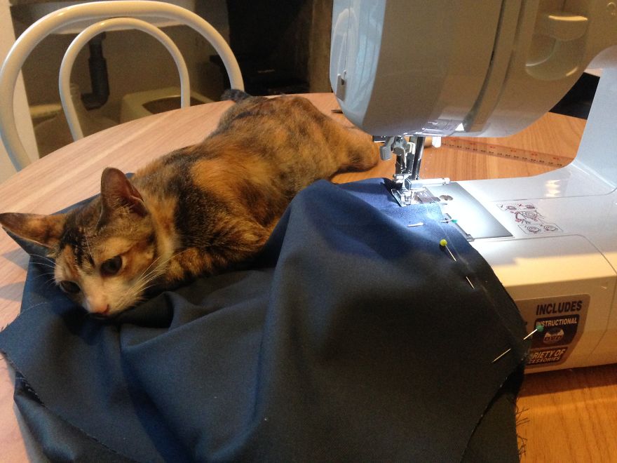 A Cat That We Adopted Became My Biggest Stalker A Cat That We Adopted Became My Biggest Stalker