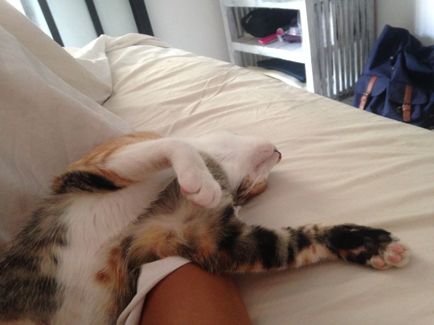 A Cat That We Adopted Became My Biggest Stalker