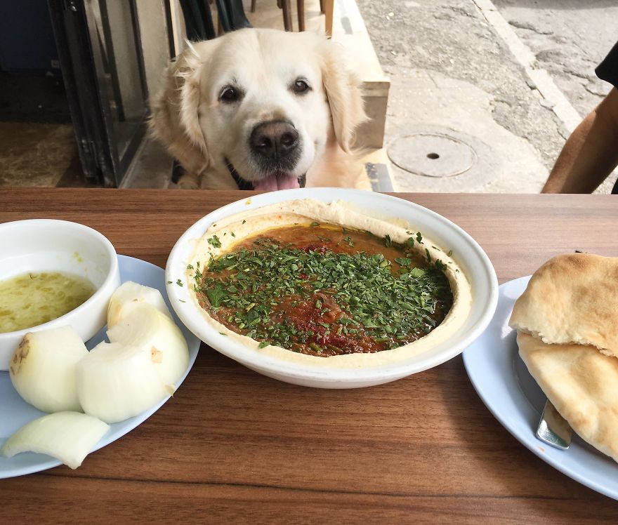 Golden Retriever Thomas Is A Real Foodie Dog