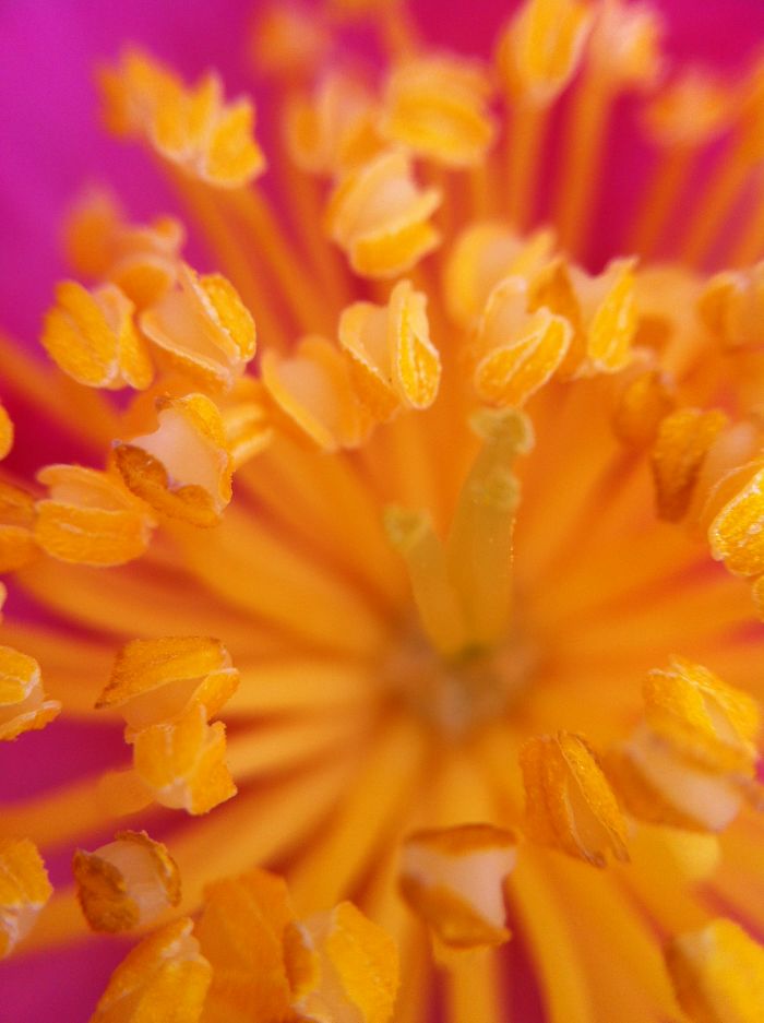 Inside Of A Flower With Iphone 5