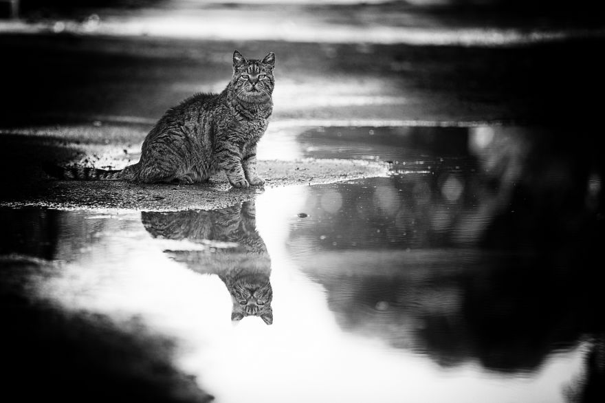 I Take Photos Of Stray Cats To Raise Awareness Of Abandoned Pets