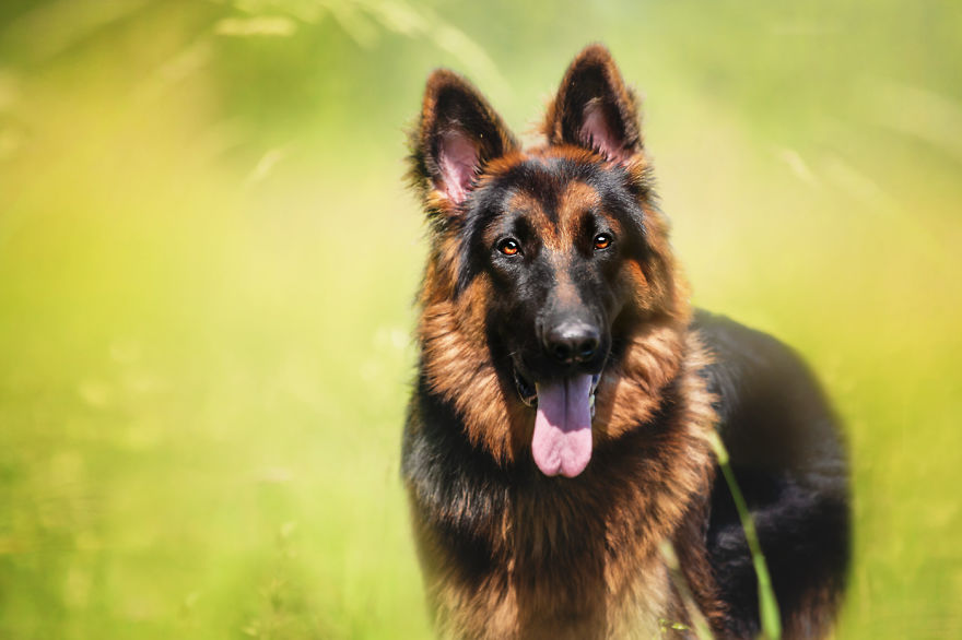 I Photograph The Emotions That You See In Dogs' Eyes