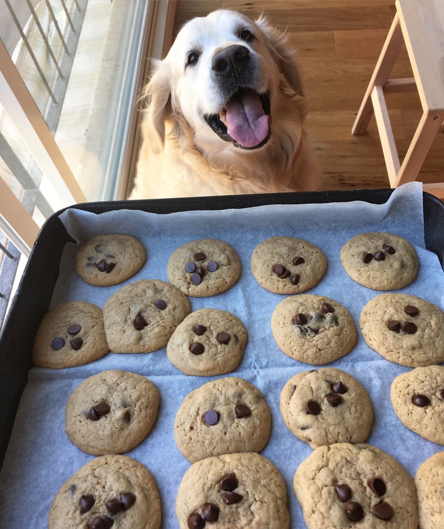 Golden Retriever Thomas Is A Real Foodie Dog