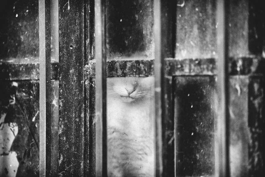 I Take Photos Of Stray Cats To Raise Awareness Of Abandoned Pets
