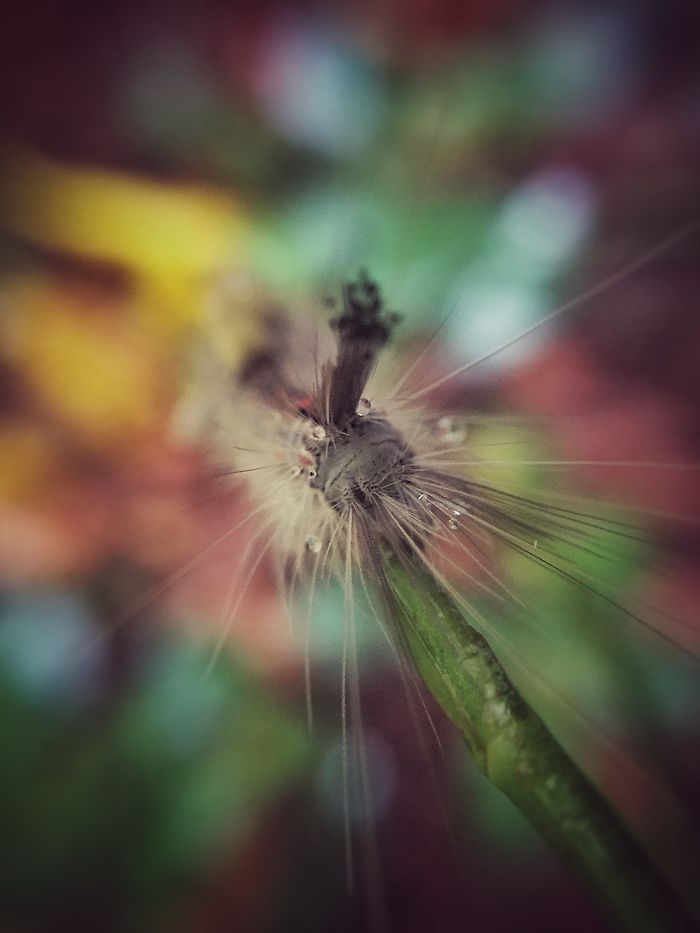 Don't Come Too Close - Iphone Macro