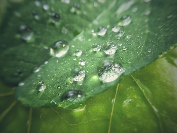 Macro(iphone) - Rain Droplets