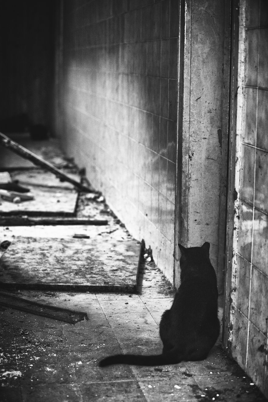 I Take Photos Of Stray Cats To Raise Awareness Of Abandoned Pets