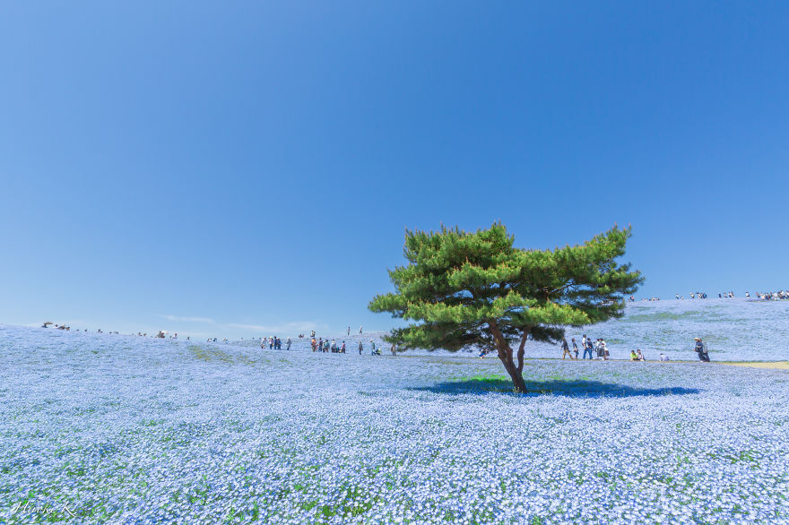 Every Year Since 2013 I Photograph Hitachi Seaside Park In Japan