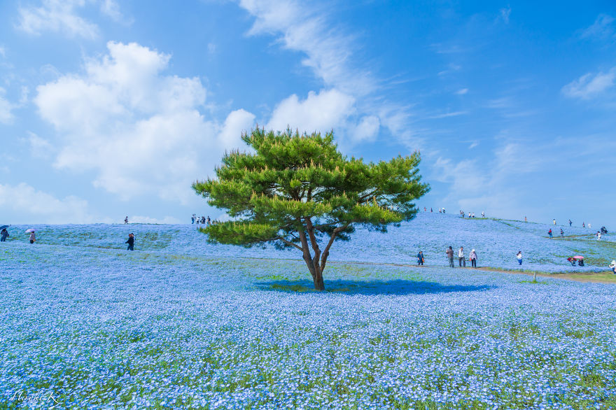 Every Year Since 2013 I Photograph Hitachi Seaside Park In Japan