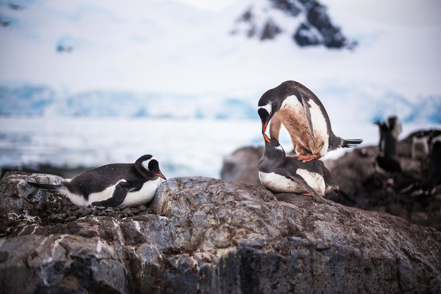 I Sailed Across The 'World's Most Dangerous Sea' To Capture Stunning Images Of Antarctica