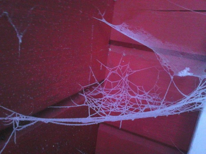 Frozen Spiderweb... Lapland