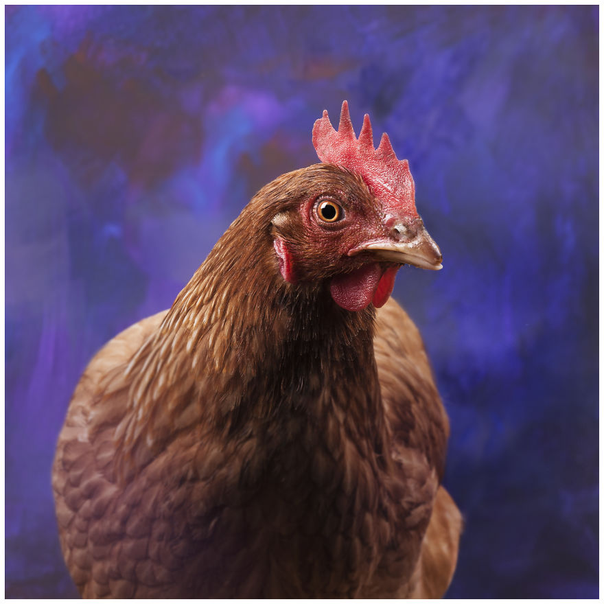 Photographer Creates Colourful Portraits Of Various Animals