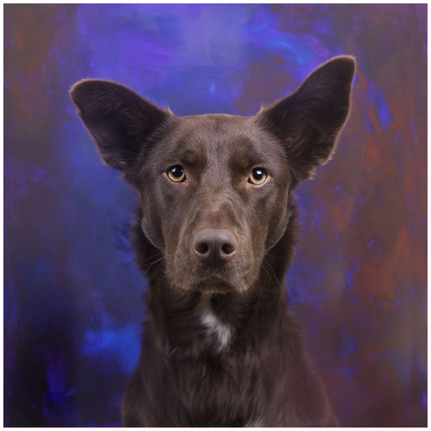 Photographer Creates Colourful Portraits Of Various Animals Photographer Creates Colourful Portraits Of Various Animals