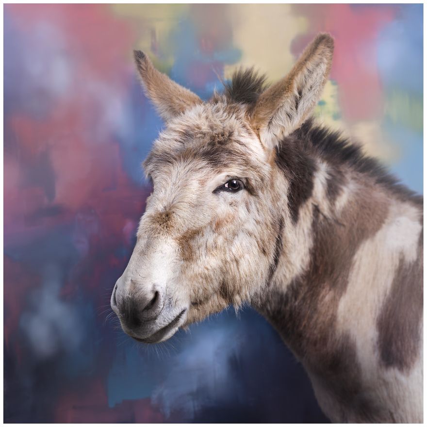 Photographer Creates Colourful Portraits Of Various Animals Photographer Creates Colourful Portraits Of Various Animals