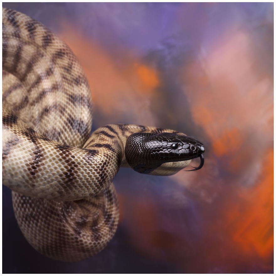 Photographer Creates Colourful Portraits Of Various Animals Photographer Creates Colourful Portraits Of Various Animals