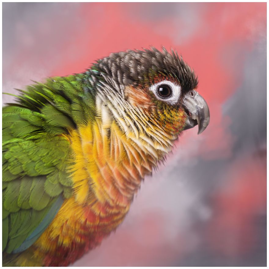 Photographer Creates Colourful Portraits Of Various Animals Photographer Creates Colourful Portraits Of Various Animals