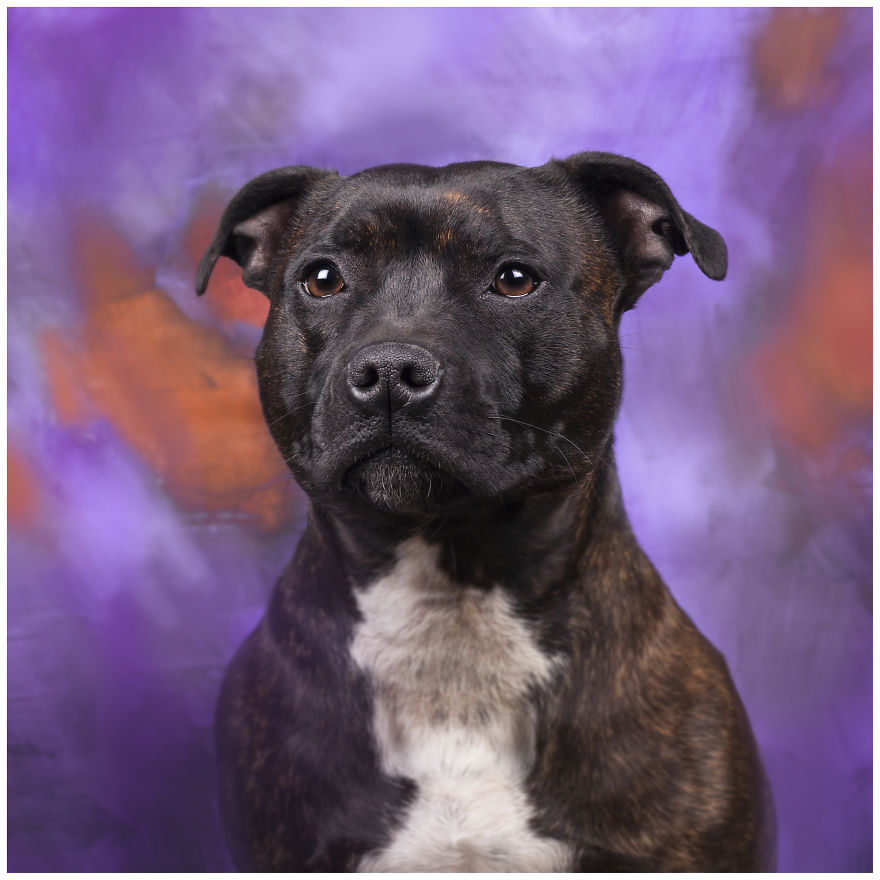 Photographer Creates Colourful Portraits Of Various Animals Photographer Creates Colourful Portraits Of Various Animals