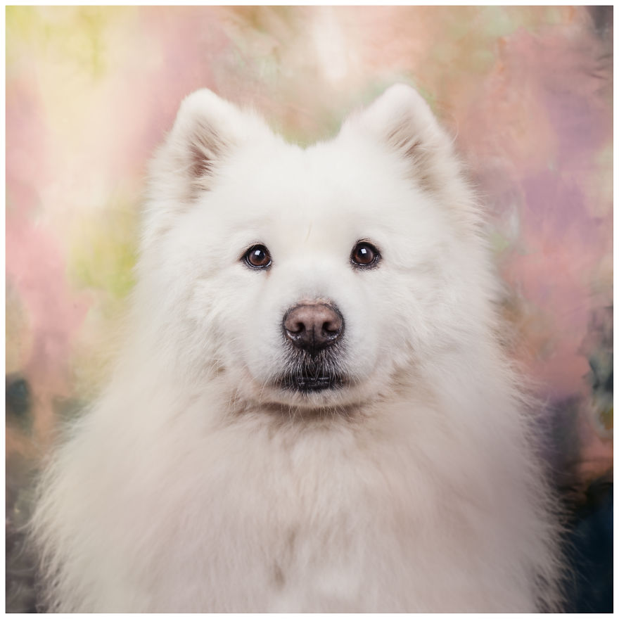 Photographer Creates Colourful Portraits Of Various Animals